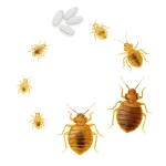 Ciclo de Vida do Percevejo da Cama – Estágio Realista - Ecoced Ciclo de Vida do Percevejo da Cama – Estágio Realista - Ecoced
