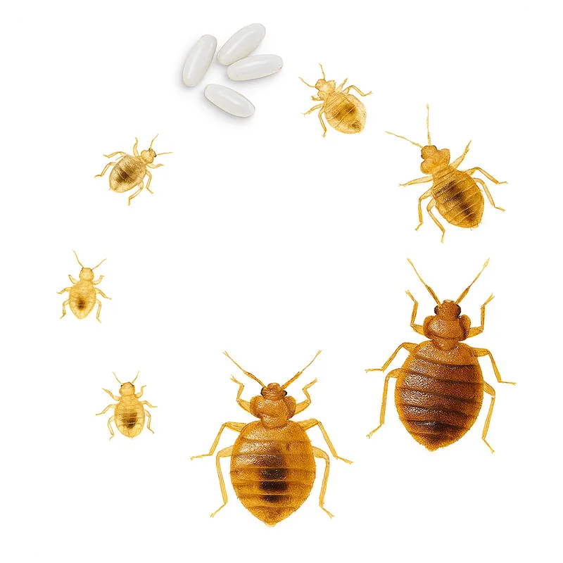 Ciclo de Vida do Percevejo da Cama – Estágio Realista - Ecoced Ciclo de Vida do Percevejo da Cama – Estágio Realista - Ecoced
