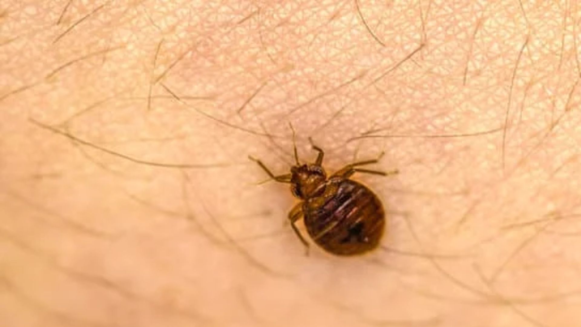 Sinais de infestacao Percevejos
