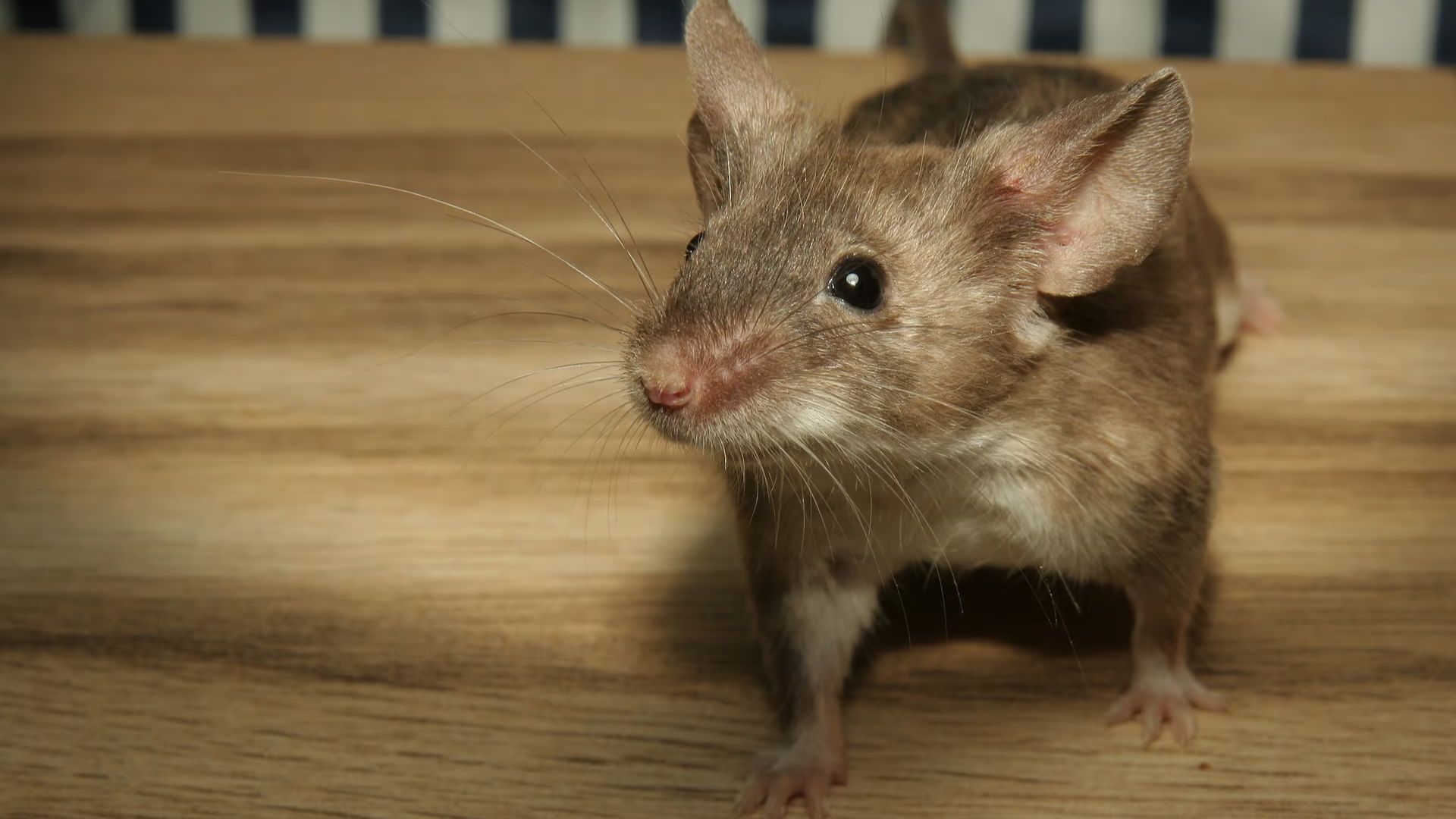 rato em casa