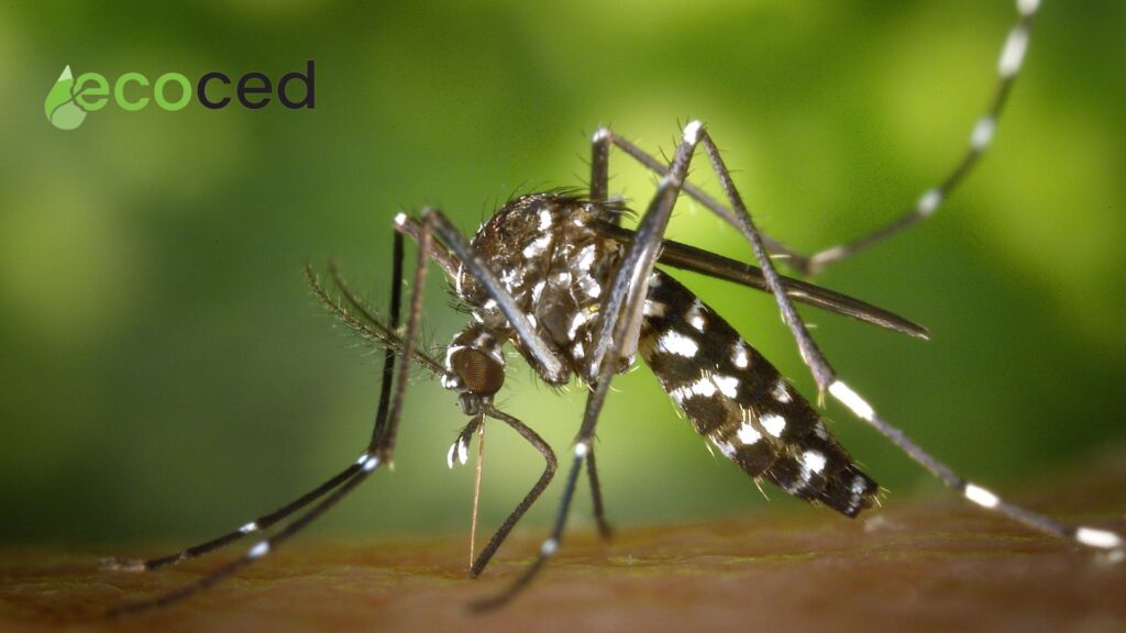 como acabar com mosquitos no jardim - Ecoced